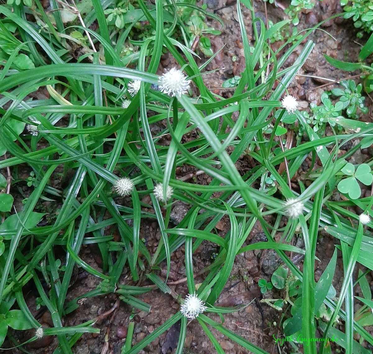 Cyperus mindorensis (Steud.) Huygh